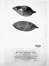 Image of Taeniolella plantaginis